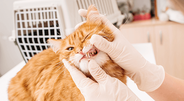 A vet checking an orange cats teeth