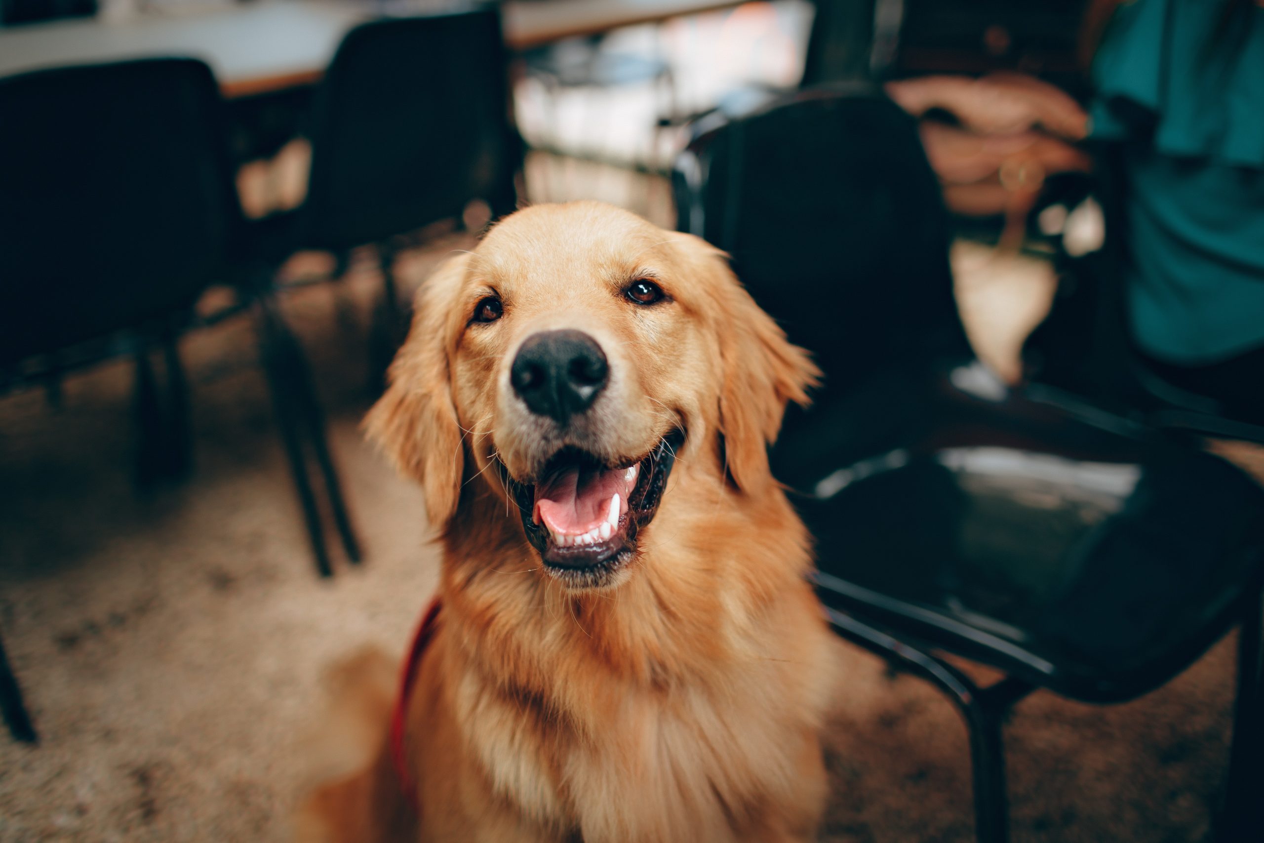 Golden Retriever sitting down smiling at a camera