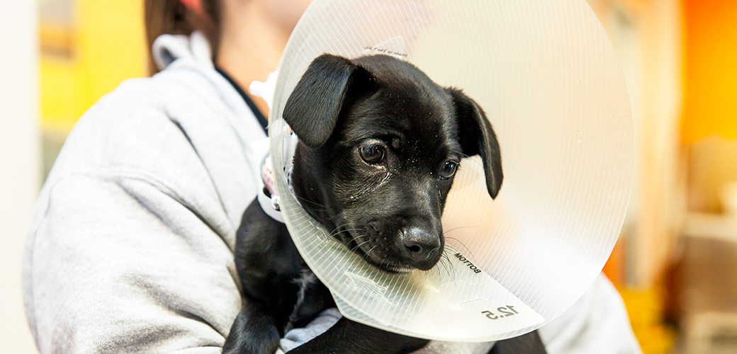 spay-neuter